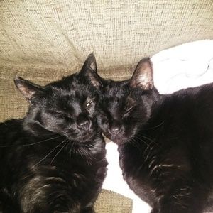 Meet your Posher, Crissy